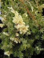 Juniperus chinensis 'Kaizuka Variegata' 